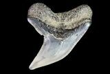 Colorful Fossil Tiger Shark (Galeocerdo) Tooth - Virginia #71151-1